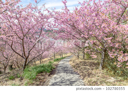 千葉縣慶南町佐久間水壩湖心水公園的櫻花 102780355