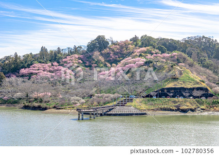 千葉縣慶南町佐久間水壩湖心水公園的櫻花 102780356