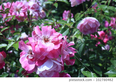 藤蔓玫瑰 102780462