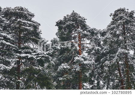 The tops of three large green pine trees covered with snow and a cloudy sky 102780895