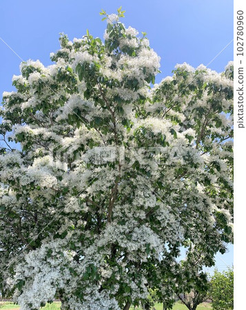 流蘇樹 流蘇樹 102780960