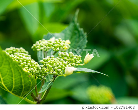 初夏美景 繡球初開 102781408