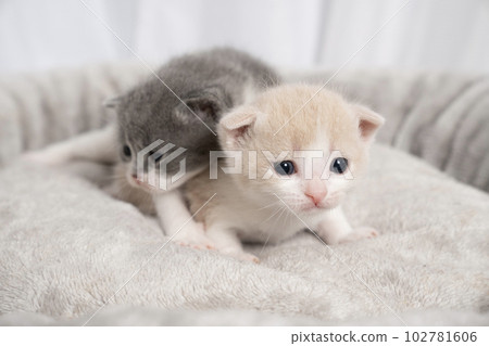 Scottish fold kittens piled up in bed Scottish fold kittens piled up in bed 102781606