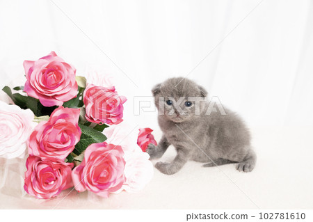 Scottish fold kitten sitting with a bouquet of roses Scottish fold kitten sitting with a bouquet of roses 102781610