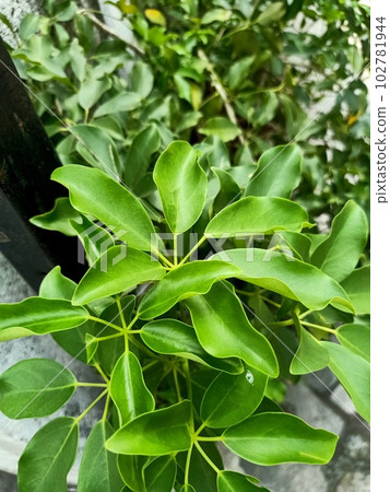 Close up of dwarf umbrella tree plant  102781944
