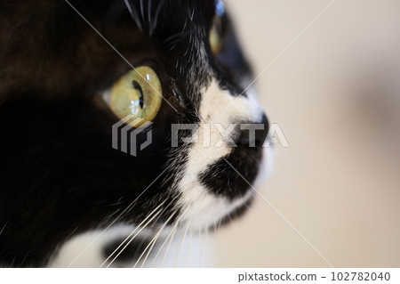 Profile of a fluffy cat 102782040