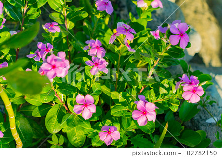 Pink flowers. Pink flowers. 102782150
