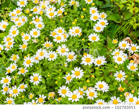 春天的美景 可愛的北極盛開 春天的美景 可愛的北極盛開 102783051