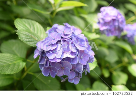 Flower pictures Flower pictures 102783522