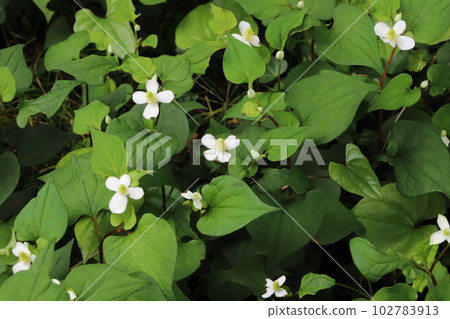 魚腥草花,白色花瓣和綠色硬葉在春田中綻放 魚腥草花,白色花瓣和綠色硬葉在春田中綻放 102783913