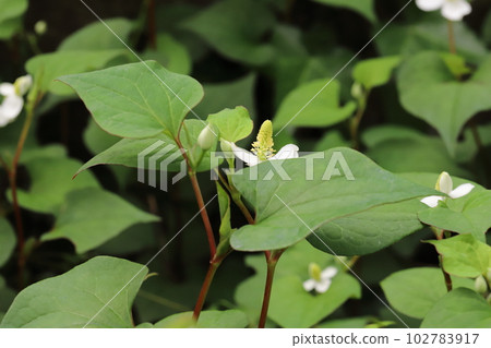 Houttuynia cordata flowers with white petals and green hard leaves blooming in a spring field Houttuynia cordata flowers with white petals and green hard leaves blooming in a spring field 102783917
