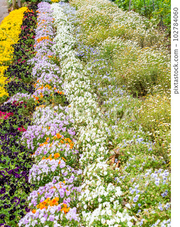 Beautiful view of spring Colorful flowerbeds in full bloom Beautiful view of spring Colorful flowerbeds in full bloom 102784060