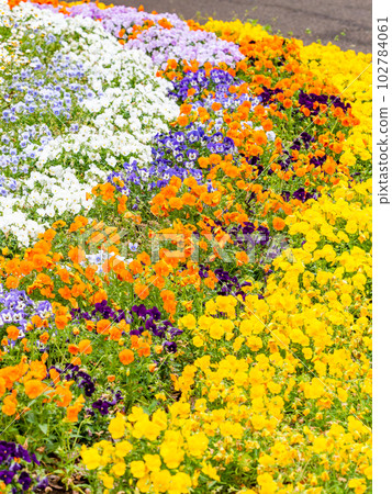 Beautiful view of spring Colorful flowerbeds in full bloom 102784061