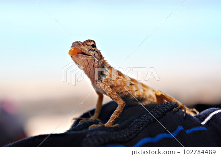 Tropical oriental garden lizard female with protruding tongue, eastern garden lizard, bloodsucker, changeable lizard Calotes versicolor Tropical oriental garden lizard female with protruding tongue, eastern garden lizard, bloodsucker, changeable lizard Calotes versicolor 102784489