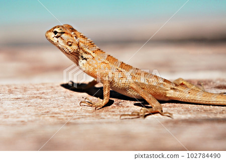 Tropical oriental garden lizard female close-up, eastern garden lizard, bloodsucker, changeable lizard Calotes versicolor Tropical oriental garden lizard female close-up, eastern garden lizard, bloodsucker, changeable lizard Calotes versicolor 102784490
