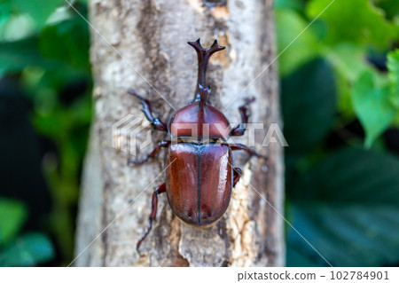 Domestic beetle 102784901