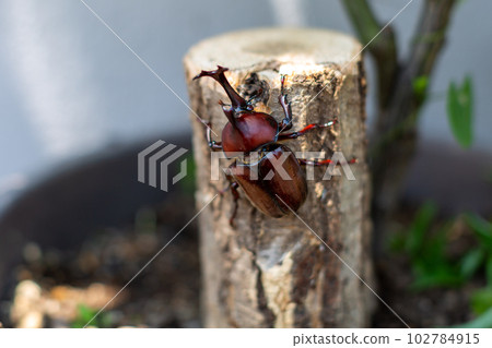 Domestic beetle 102784915