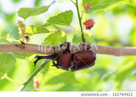 國內甲蟲 國內甲蟲 102784922