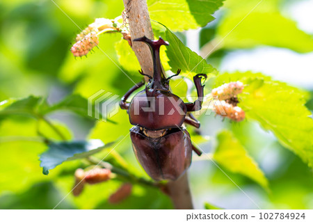 Domestic beetle 102784924