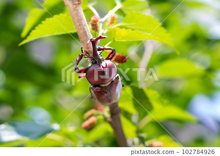 國內甲蟲 102784926