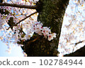 櫻花，一個小春天 102784944