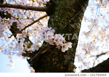 Cherry blossoms, a small spring Cherry blossoms, a small spring 102784944