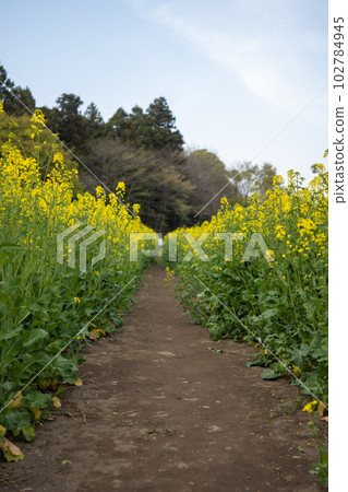 Rape flower road Rape flower road 102784945