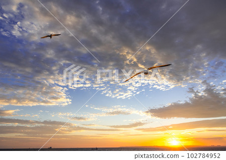 Seagulls and sunsets 102784952