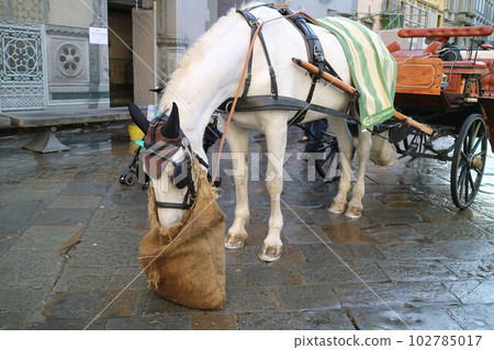 意大利佛羅倫薩的馬車 意大利佛羅倫薩的馬車 102785017