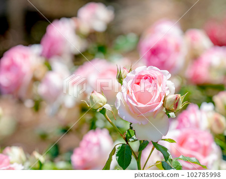 Beautiful early summer scenery, spring roses in full bloom with scented beauty Beautiful early summer scenery, spring roses in full bloom with scented beauty 102785998