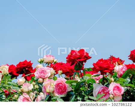 Beautiful early summer scenery, spring roses in full bloom with scented beauty 102786122