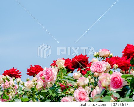 Beautiful early summer scenery, spring roses in full bloom with scented beauty 102786123