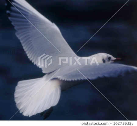 Flight of migratory black-headed gulls in winter (Yamashita Park, Yokohama) 102786323