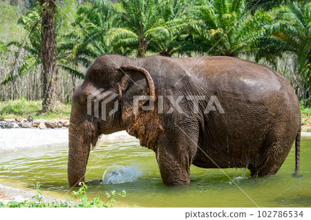Indian elephants in natural habitat. Wild elephant in water. Wildlife scene in nature habitat 102786534