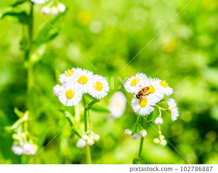 春田風光,蒲公英盛開,翠鳥蜜蜂 春田風光,蒲公英盛開,翠鳥蜜蜂 102786887
