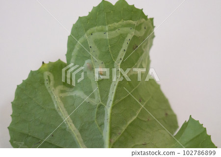 Leafminer damage on leaves 102786899