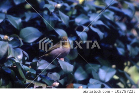 在山茶樹上嬉戲的白眼 在山茶樹上嬉戲的白眼 102787225