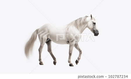 白色背景上的白馬 102787234