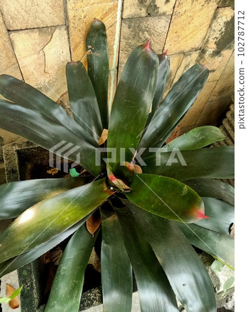 Close up of blushing bromeliad plant Close up of blushing bromeliad plant 102787712