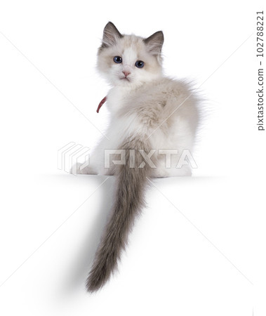 Ragdoll kitten on white background 102788221