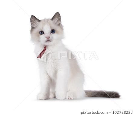 Ragdoll kitten on white background 102788223