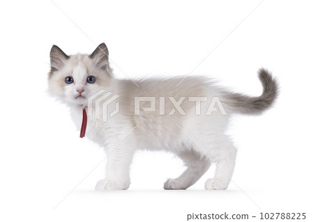 Ragdoll kitten on white background Ragdoll kitten on white background 102788225
