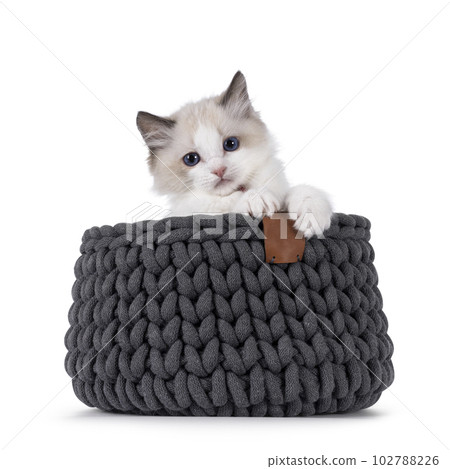 Ragdoll kitten on white background Ragdoll kitten on white background 102788226