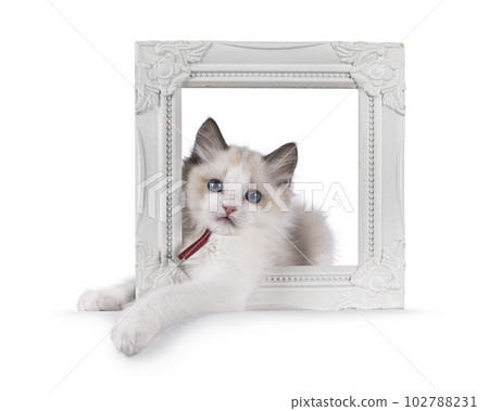Ragdoll kitten on white background Ragdoll kitten on white background 102788231