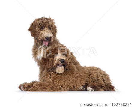 Two Cobberdogs on white background 102788234