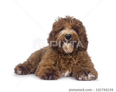 Australian Cobberdog on white background 102788239