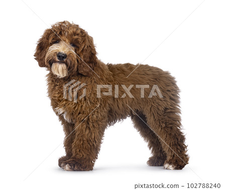 Australian Cobberdog on white background Australian Cobberdog on white background 102788240