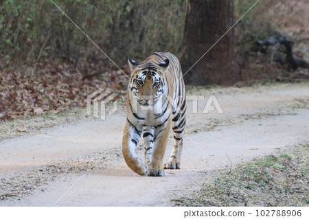 Bengal Tiger in Kanha National Park (India) Bengal Tiger in Kanha National Park (India) 102788906