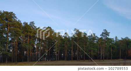 Rows of tall pines illuminated by the last light of the setting sun in the twilight forest Rows of tall pines illuminated by the last light of the setting sun in the twilight forest 102789553
