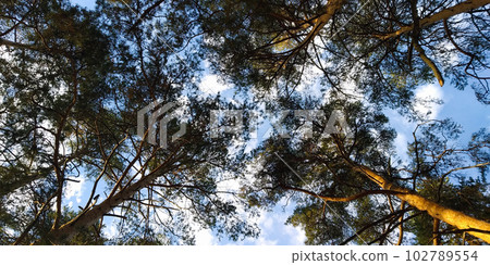 The pine trees in the forest in the evening sunlight The pine trees in the forest in the evening sunlight 102789554